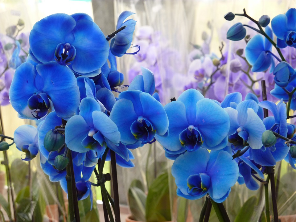 flores mais raras do mundo orquídea azul