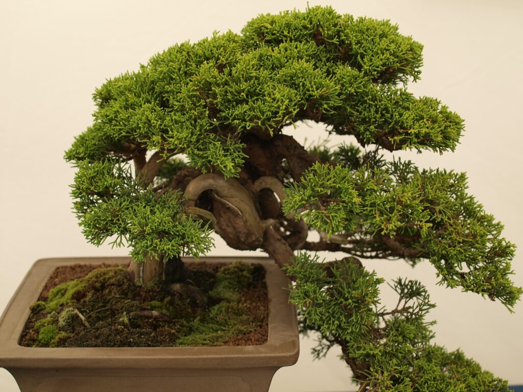 comprar bonsai belo horizonte