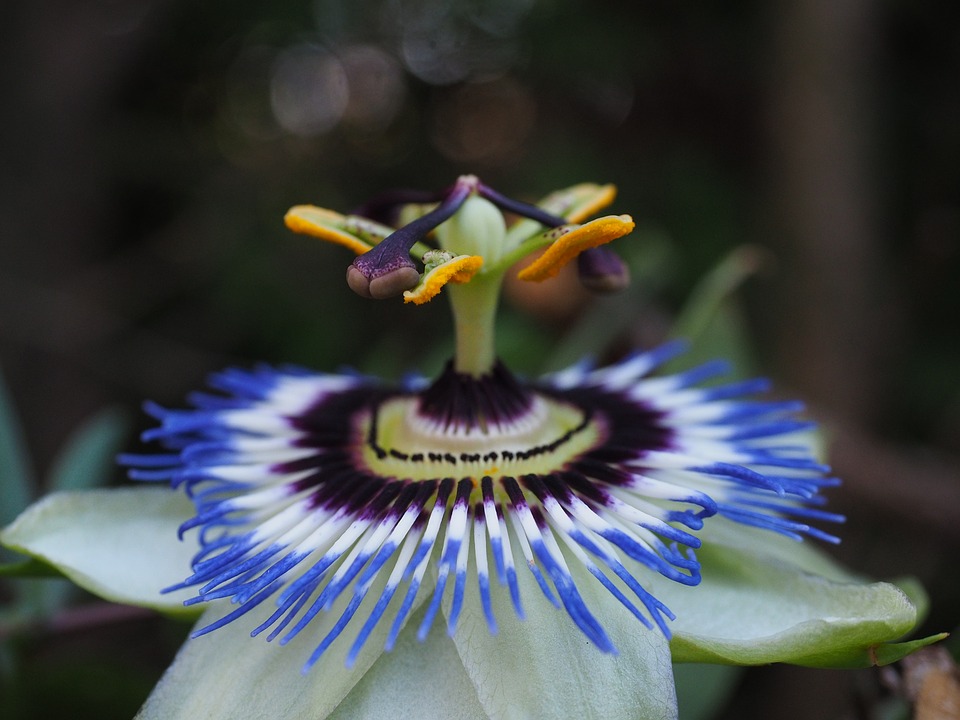 flor de maracujá