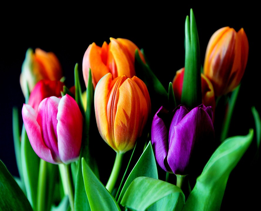 significado das flores tulipa