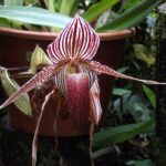 flores mais raras do mundo orquídea Dourada de Kinabalu