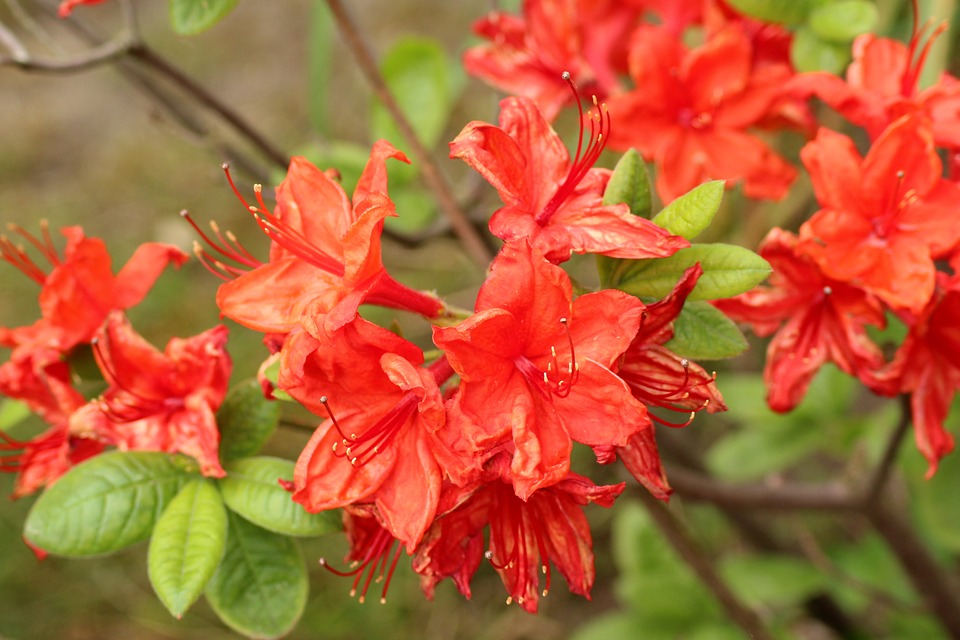 flores que trazem boas energias azaleia