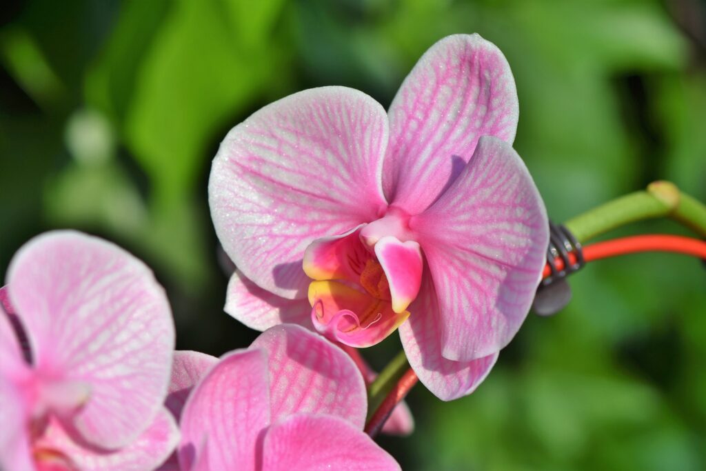 decoração com orquídeas