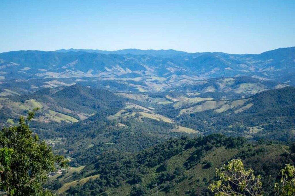 cerrado árvore típica