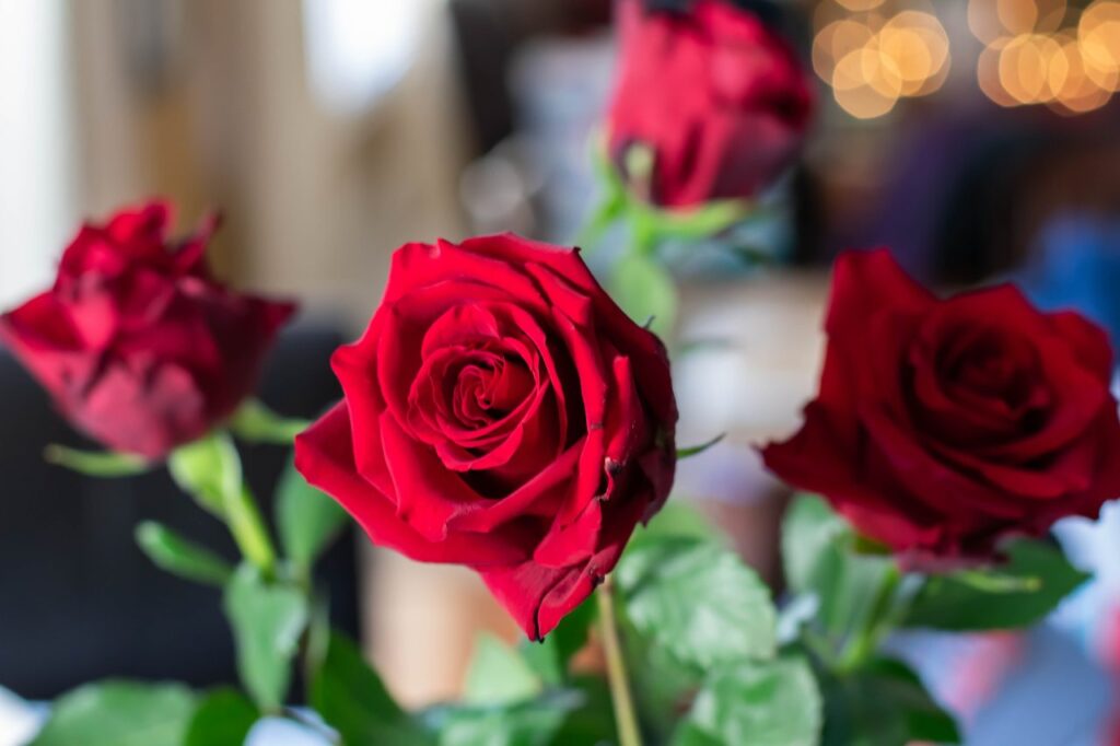 rosas vermelhas