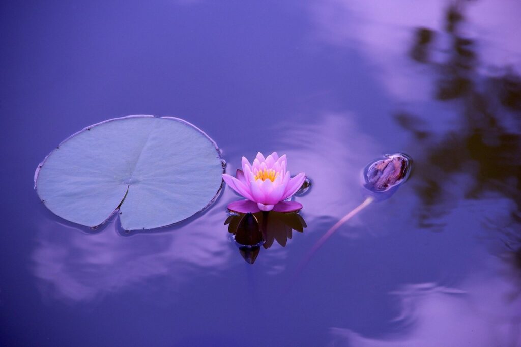 lotus-planta-aquatica