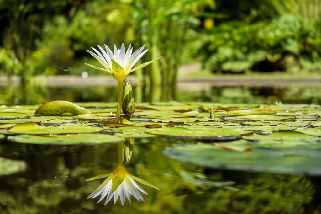 beleza-plantas-aquaticas