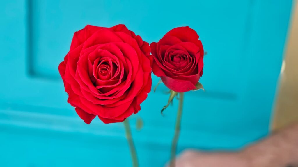 Essa imagem mostra uma comparação entre uma rosa nacional e uma rosa importada por Ikebana Flores