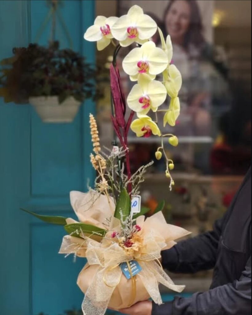 Orquídea Phalaenopsis amarela com centro rosa, em arranjo sofisticado com laço dourado e folhagens decorativas, sendo segurada na entrada da floricultura.