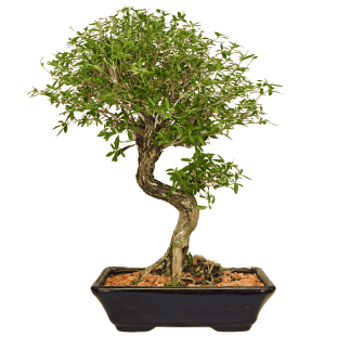 Bonsai Colecionador  - 8 Anos - Serissa