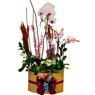 Arranjo de orquídeas phalaenopsis brancas, kalandivas, e flores secas em box dourada com laço vermelho, transmitindo luxo e elegância.