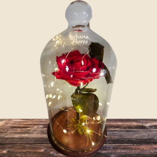 Rosa Eterna Estrelada preservada sob cúpula de vidro com luzes pisca-pisca, da Ikebana Flores, perfeita para decoração ou presente romântico