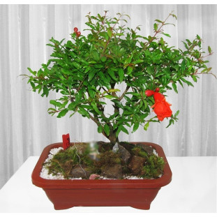 Bonsai de Romã