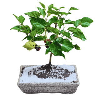 Bonsai de Amora na Louça