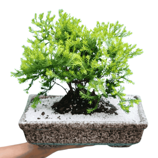 Bonsai Pingo de Ouro, 3 anos