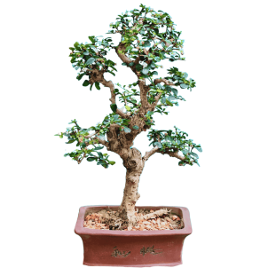 Bonsai Colecionador - 8 Anos - Carmona