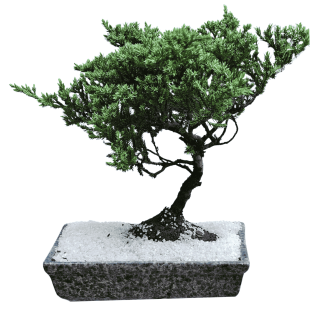 Bonsai Colecionador - 5 Anos - Tuia