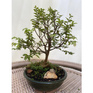 Bonsai de Jabuticaba na louça redonda