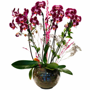 Arranjo luxuoso de orquídea phalaenopsis roxa com quatro hastes em vaso de vidro