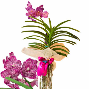 Orquídea Vanda exuberante com flores rosa vibrante e folhas verdes, decorada com rede e fita, perfeita para decoração ou presente da Ikebana Flores