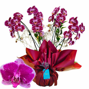 Orquídea roxa gigante com quatro hastes em vaso decorativo com laço vermelho, perfeita para presentear ou decorar ambientes