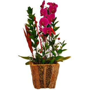 arranjo de orquídea na cor roxa plantado em um cachepot de madeira