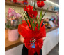 garota segurando um vaso de flores de tulipa vermelha com embalagem vermelha